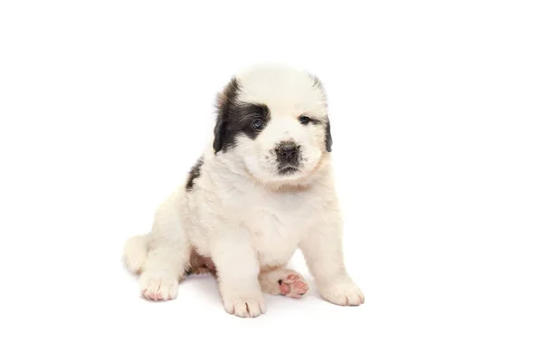 Sint Bernard Puppy Liggend Geïsoleerd Witte Achtergrond — Stockfoto
