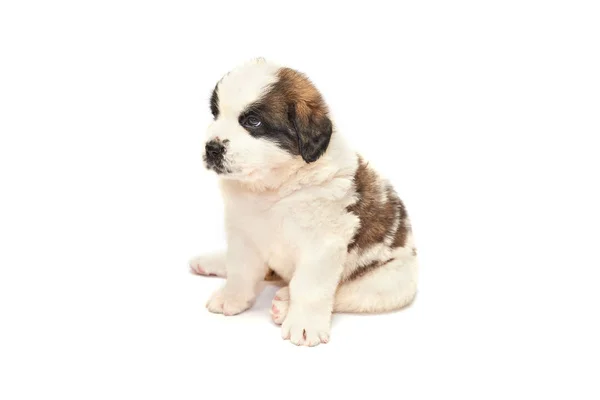 Chiot Saint Bernard Couché Isolé Sur Fond Blanc — Photo