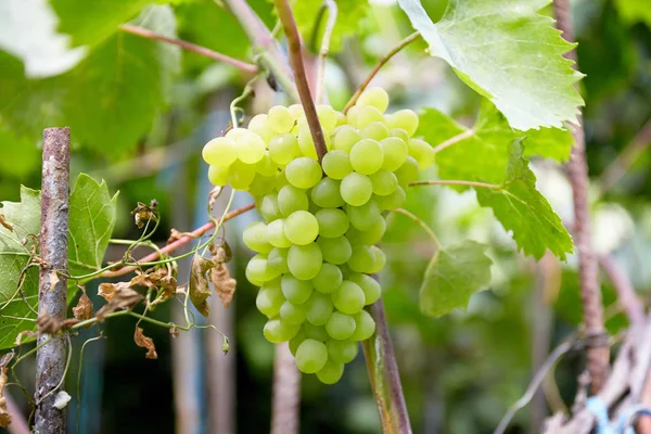 Dojrzałych Świeżych Winogron Zielony Zbliżenie Zewnątrz Vinegrape — Zdjęcie stockowe