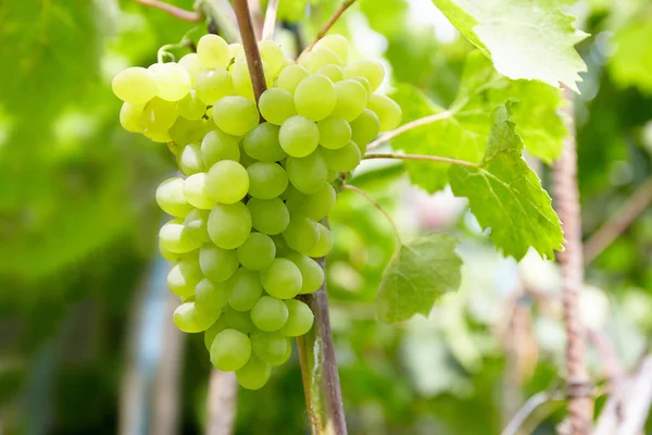 Dojrzałych Świeżych Winogron Zielony Zbliżenie Zewnątrz Vinegrape — Zdjęcie stockowe