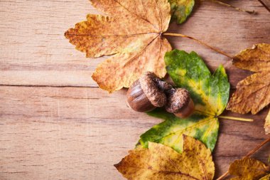 Şükran günü sonbahar sonbahar arka plan kırmızı, kahverengi ve sarı yaprakları ile
