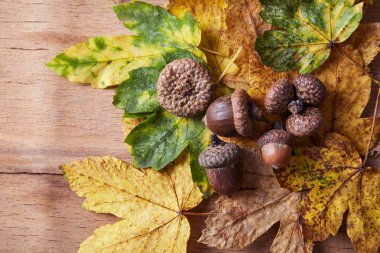 Şükran günü sonbahar sonbahar arka plan kırmızı, kahverengi ve sarı yaprakları ile