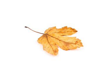 İzole üzerinde beyaz arka plan kuru sarı sonbahar yaprakları