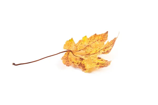 Hojas Secas Otoño Amarillas Aisladas Sobre Fondo Blanco — Foto de Stock