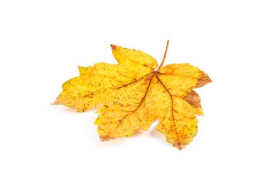 Akçaağaç sonbahar yaprak beyaz Close-up. Mevsim kavramı