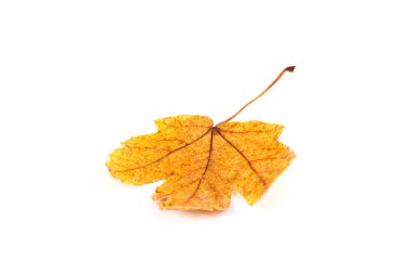 Akçaağaç sonbahar yaprak beyaz Close-up. Mevsim kavramı