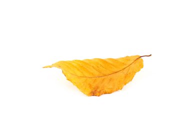 Akçaağaç sonbahar yaprak beyaz Close-up. Mevsim kavramı