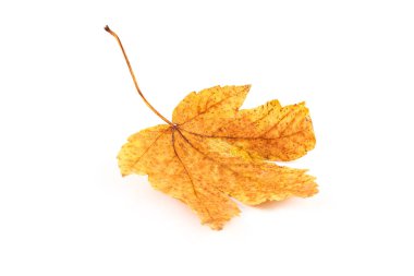 Akçaağaç sonbahar yaprak beyaz Close-up. Mevsim kavramı