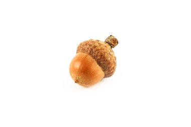 Kuru meşe palamutları Meşe yaprağı üzerinde beyaz izole.
