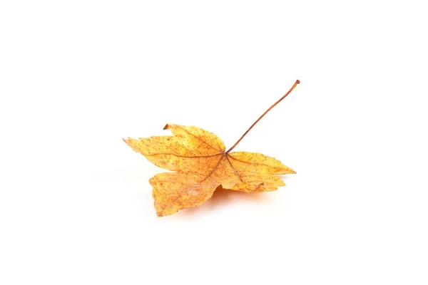 Γκρο Πλαν Φθινόπωρο Φύλλου Σφενδάμνου Λευκό Εποχές Έννοια — Φωτογραφία Αρχείου