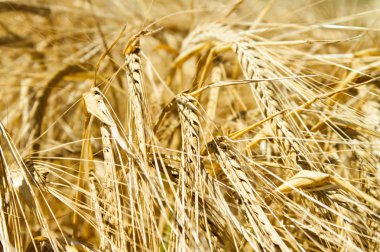 Spikelet arka plan. Hasat ve doğurganlık altın spikelets sembolü