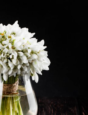 Kardelen siyah arka plan üzerine vazo içinde. Bahar çiçek