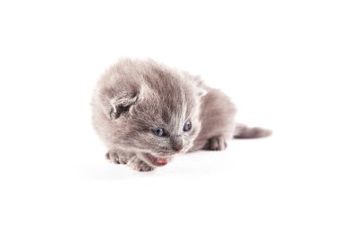 İskoç düz yavru kedi. Kabarık kedi sola doğru görünüyor. Bir kedi kürklü bıyıklı beyaz bir arka plan üzerinde izole