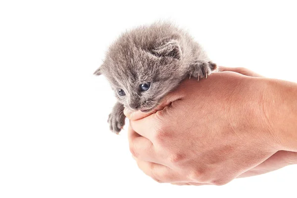 Σκωτσέζικο Ευθεία Γατάκι Στο Χέρι Χνουδωτή Γάτα Κοιτάζει Προς Αριστερά — Φωτογραφία Αρχείου