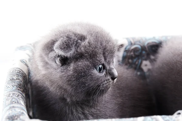 Kucing lipatan Skotlandia — Stok Foto