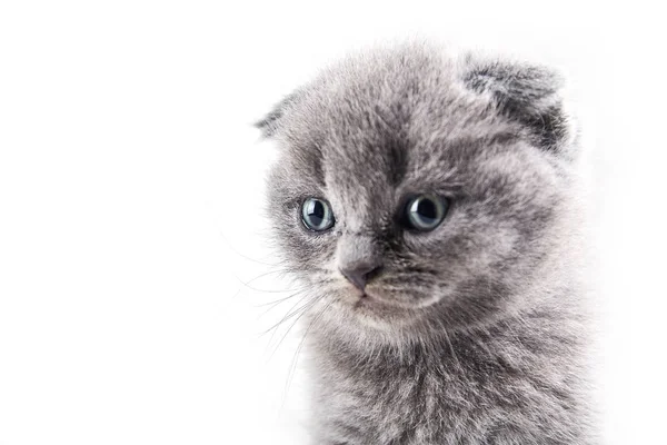 Scottish fold cat — Stock Photo, Image