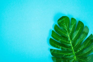 Palmiye yapraklı yaz arkaplanı