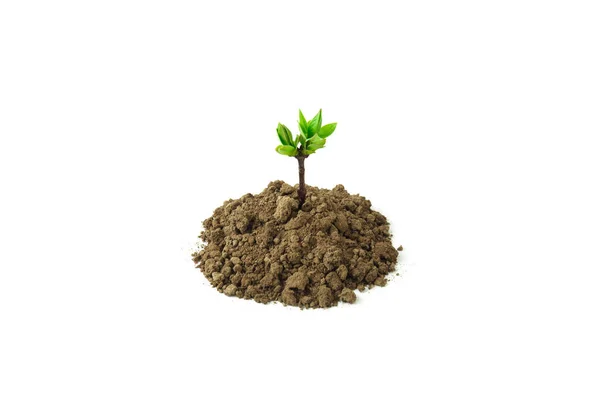 Zöld hajtás nőnek ki a talaj — Stock Fotó