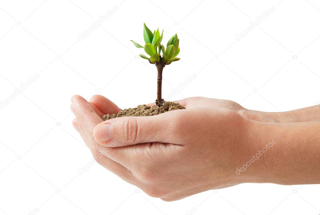 Woman hand isolated and seedling on white background