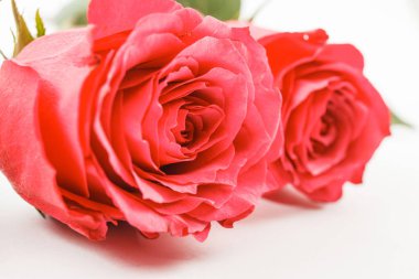 Beyaz üzerine izole kırmızı gül