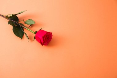 Romantik arka planda kırmızı gül