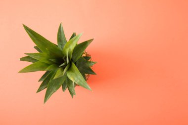 Mercan arka plan taze olgun ananas