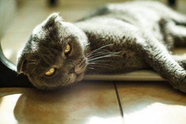 yalan Britanya ile ilgili stenografi kedi