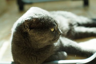 yalan Britanya ile ilgili stenografi kedi