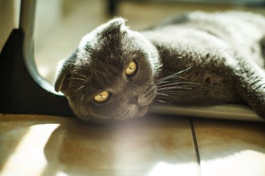 yalan Britanya ile ilgili stenografi kedi