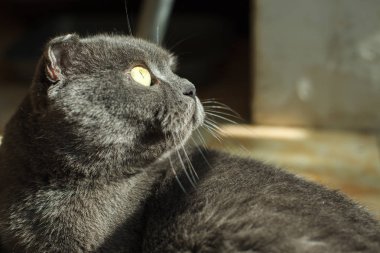 yalan Britanya ile ilgili stenografi kedi