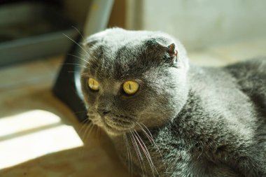 yalan Britanya ile ilgili stenografi kedi