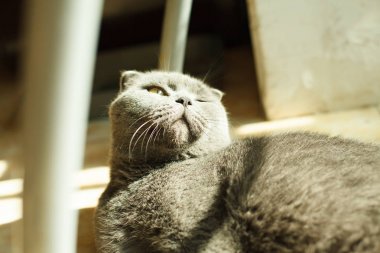 yalan Britanya ile ilgili stenografi kedi