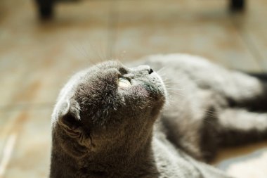 yalan Britanya ile ilgili stenografi kedi