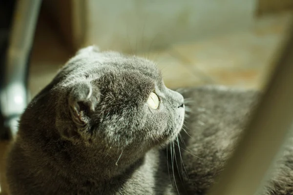 yalan Britanya ile ilgili stenografi kedi