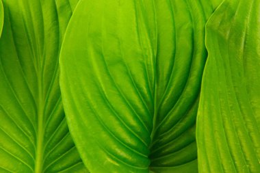 Yeşil doğa arkaplanı