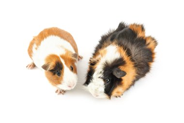 Beyaz üzerinde izole edilmiş kobay faresi