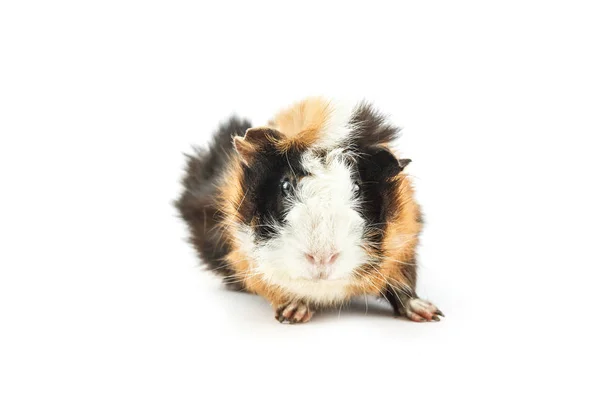 Cavia geïsoleerd op wit — Stockfoto