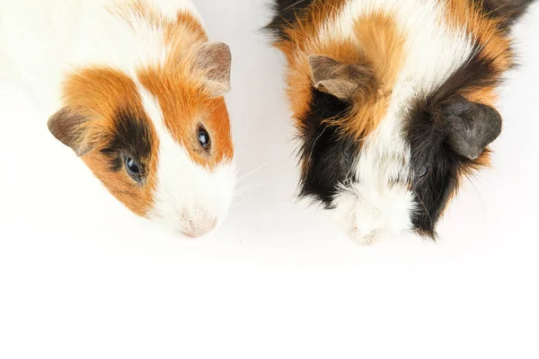 Beyaz üzerinde izole edilmiş kobay faresi