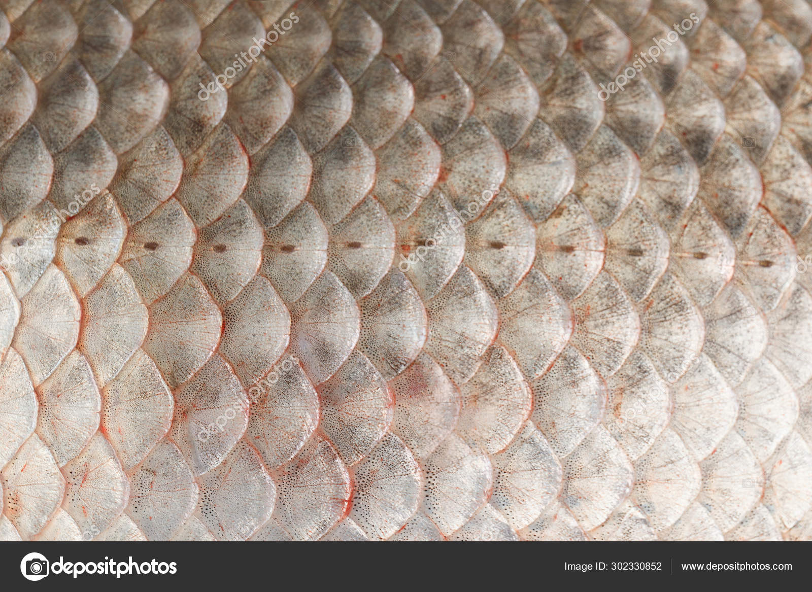 Fish scales skin texture macro view. — Stock Photo © Arybickii #302330852