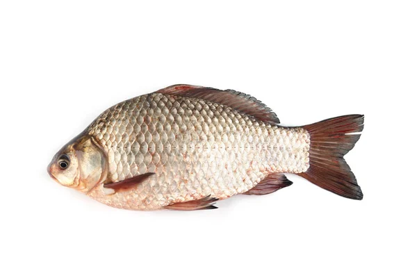 Isolated crucian carp — Stock Photo, Image