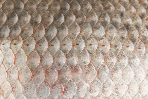Fish scales skin texture macro view. — Stock Image Fish scales skin texture macro view. Stock Picture