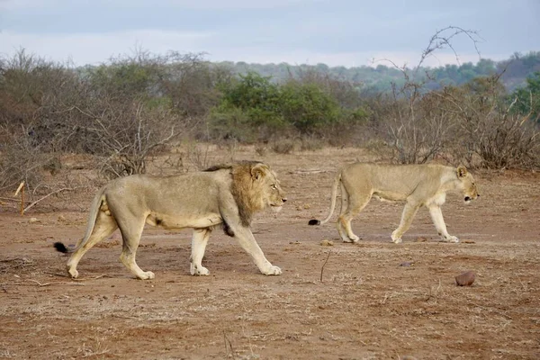 Λιοντάρια Περιφέρονται Στην Αφρικανική Bush — Φωτογραφία Αρχείου