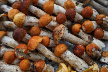 Moskova yakınlarındaki bir ormanda toplanan mantarlar