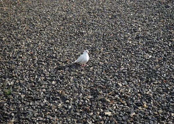 Paloma Blanca Sobre Piedras Grises — Foto de Stock