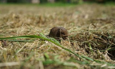  Çimlerdeki küçük fare