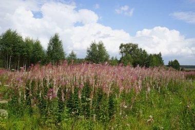 Kenar mahallelerdeki kır çiçekleri