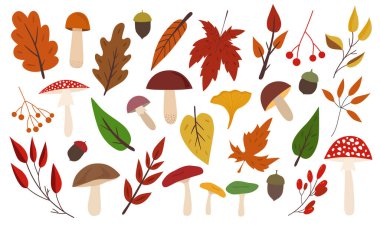 Sonbahar sonbaharı elementleri toplanır. Beyaz arka planda 31 vektör elemanı izole edildi. Mantar, yaprak, meşe palamudu, Rowan. Chanterelle, boletus, russula, agarik, meşe, akçaağaç, huş yaprağı. Mevsimlik klip sanatı. Vektör illüstrasyonu.