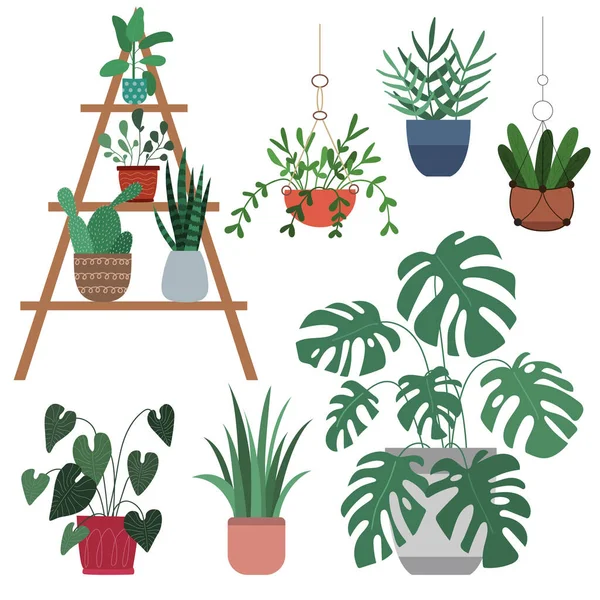 Bir dizi ev bitkisi - canavar, kaktüs, çiçek, drakena, aglaonema, sansevieria. Kapalı kaplarda bitki koleksiyonu. Ev dekoru. Vektör düz çizim. Beyaz arkaplanda izole.