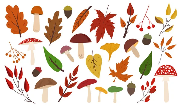 Sonbahar sonbaharı elementleri toplanır. Beyaz arka planda 31 vektör elemanı izole edildi. Mantar, yaprak, meşe palamudu, Rowan. Chanterelle, boletus, russula, agarik, meşe, akçaağaç, huş yaprağı. Mevsimlik klip sanatı. Vektör illüstrasyonu.