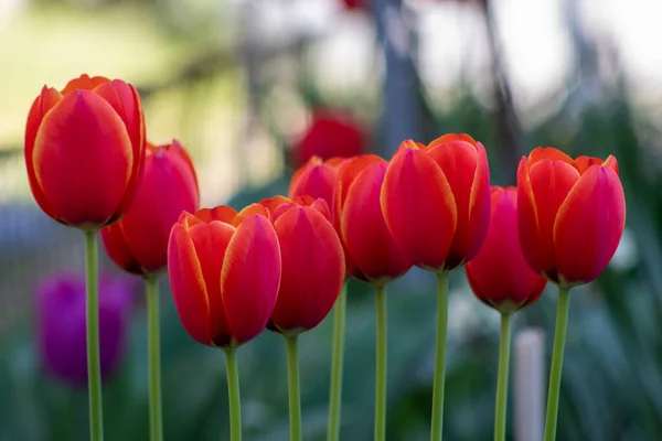 Schöne Frühling Rote Blumen Hintergrund — Stockfoto